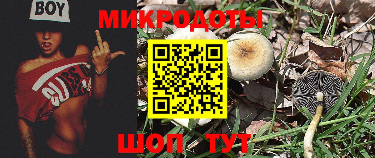 Псилоцибиновые грибы Psilocybe  Прохладный 